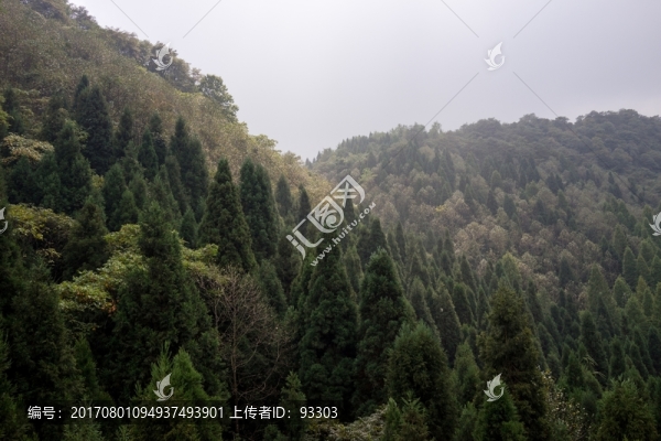 森林