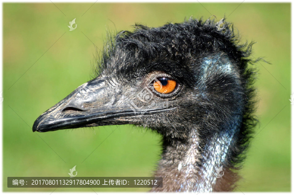鳥