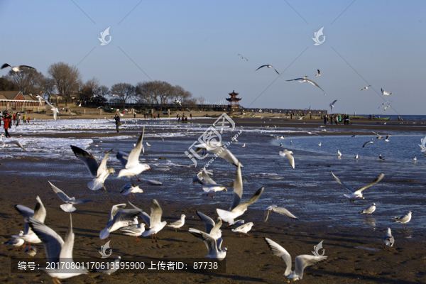 海鷗