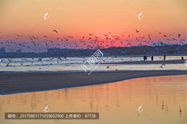 海鷗