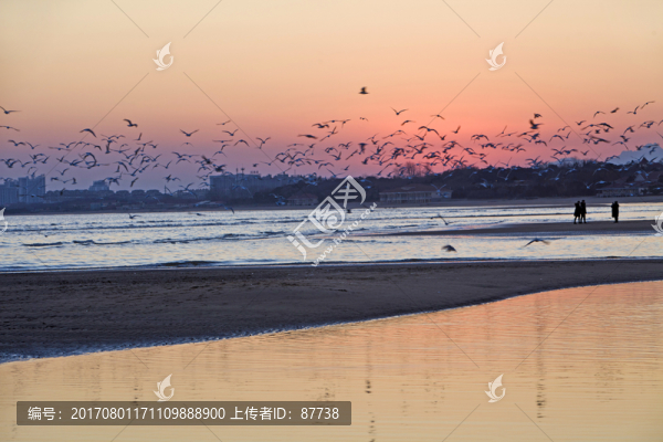 海鷗