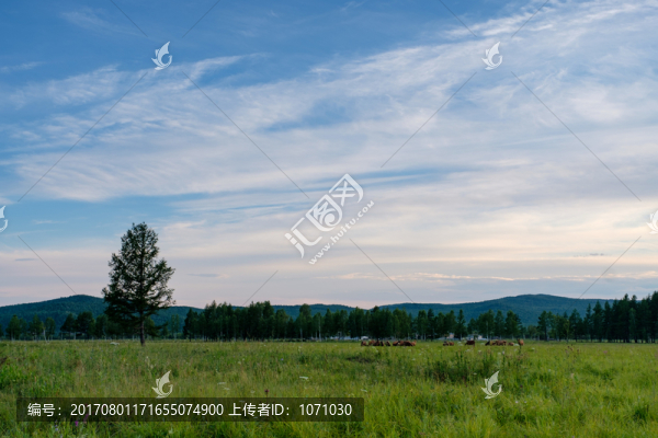 草地馬群