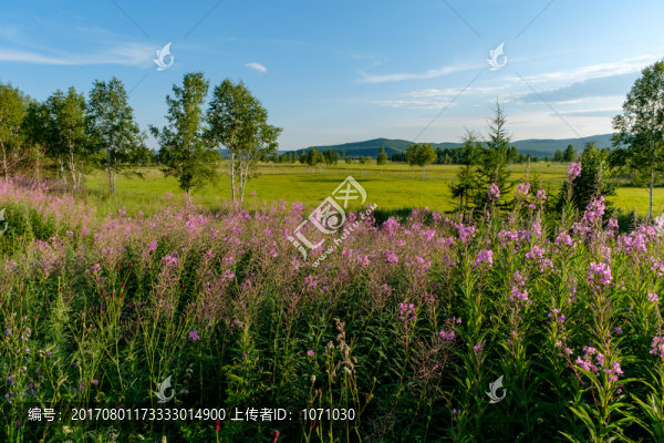 柳蘭花