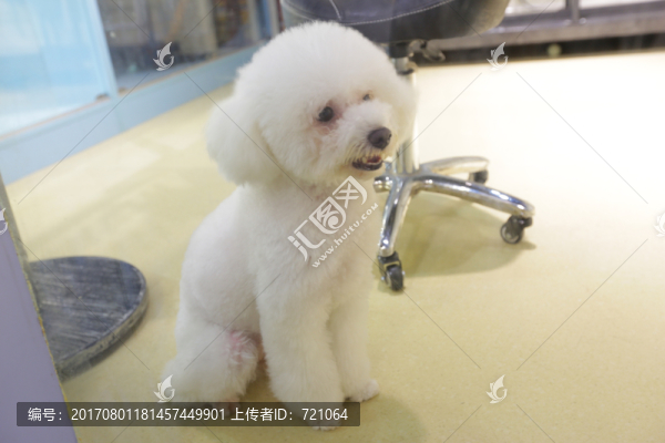 寵物狗