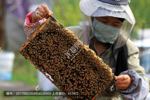 養(yǎng)蜂人