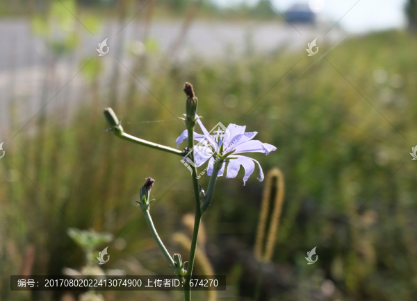 野生菊苣