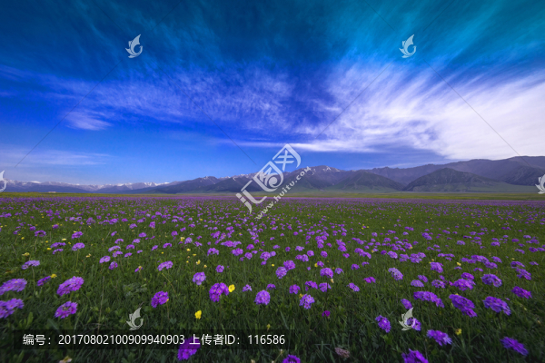 草原風(fēng)光