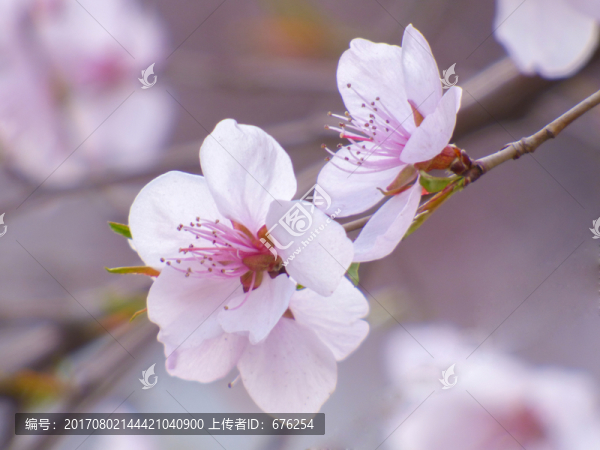桃花盛開