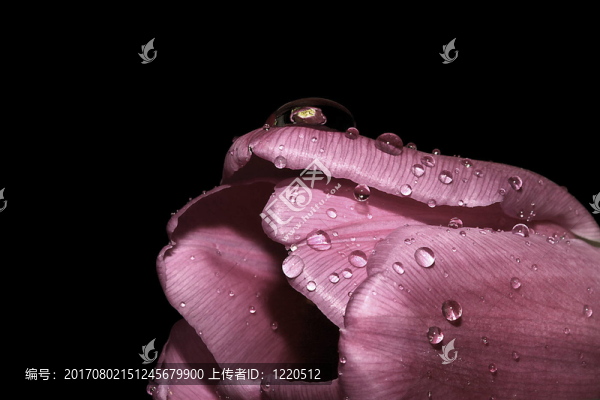 花卉