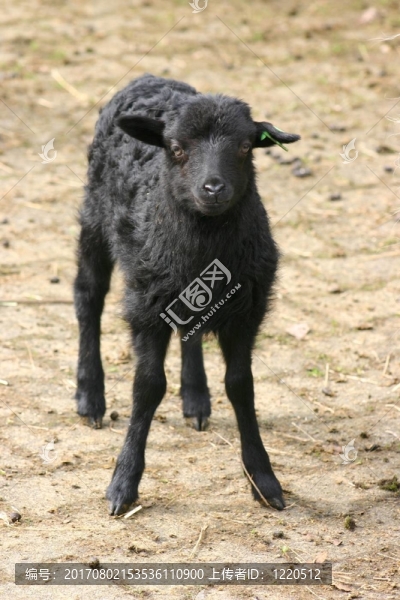 動物
