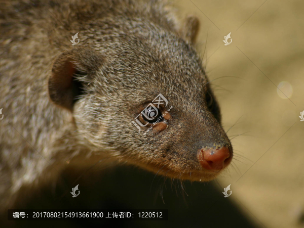 果子貍在動(dòng)物園