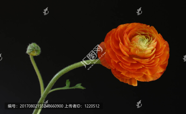 毛茛