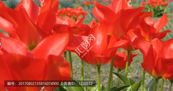 郁金香的火