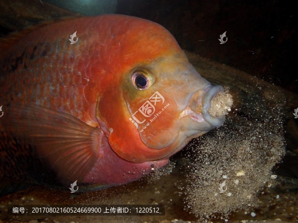 紫藍(lán)火口4