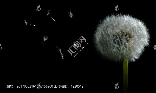 植物