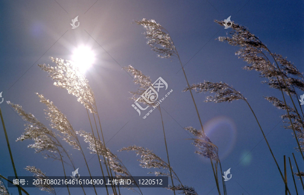 陽(yáng)光下的蘆葦花