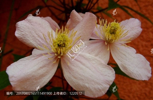 rotwand與登山者