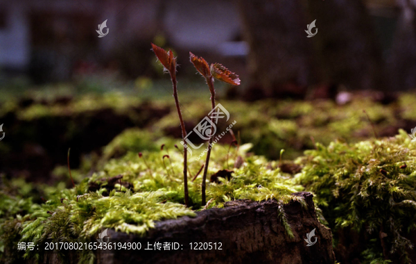 年輕的生命