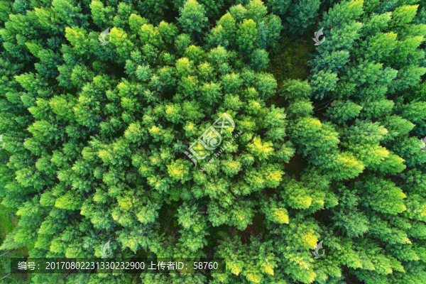 松林風景,航拍