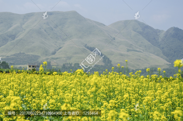 油菜花