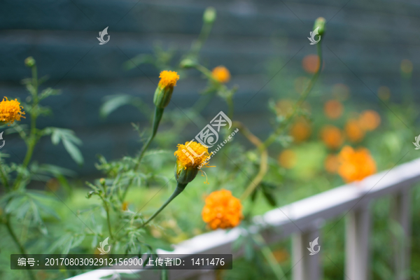 萬(wàn)壽菊