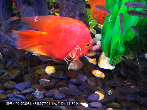 金魚