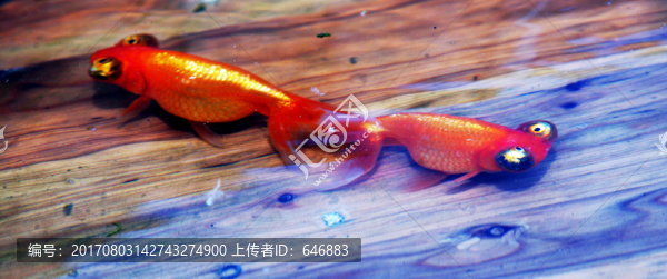 金魚,水泡眼,觀賞魚