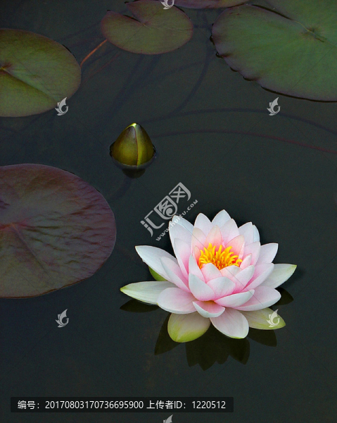水百合