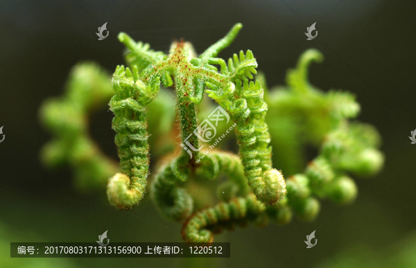 生長