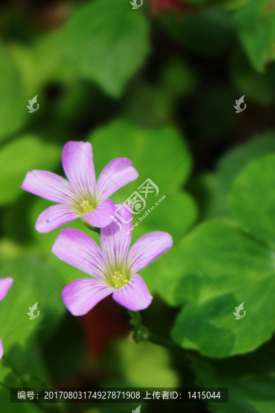 幸運(yùn)草花,三葉草花