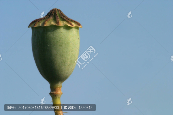 燈籠，燈籠……
