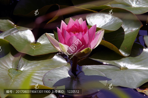 水百合