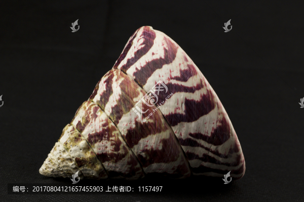 馬蹄螺