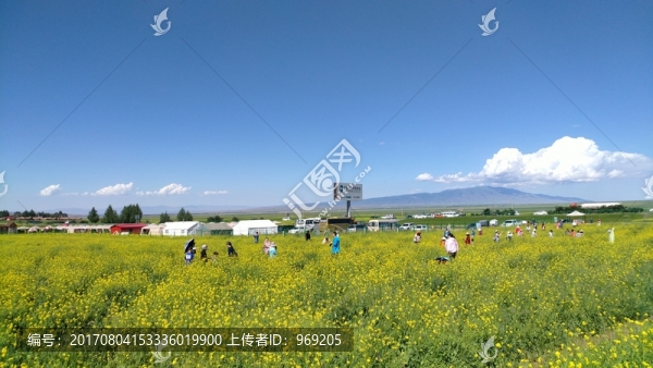 扁都口油菜花