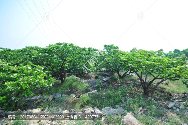 果園,果樹,山楂種植