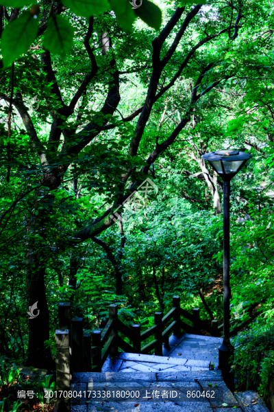 樹林光影,綠植,樹影,樹林,雨