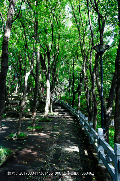 樹影,樹林,雨