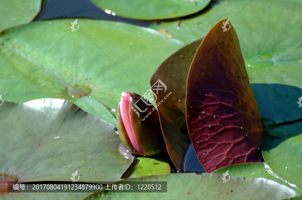 水百合