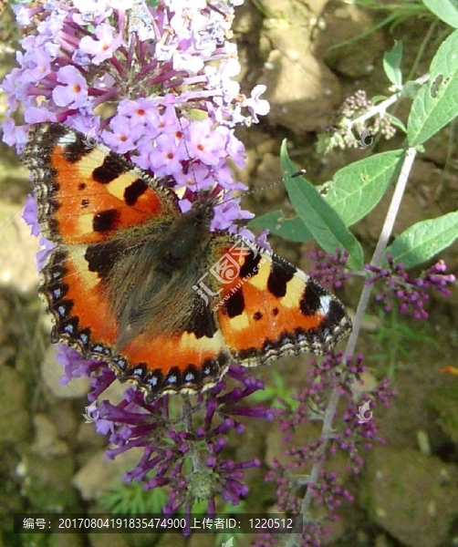 Butterfly2