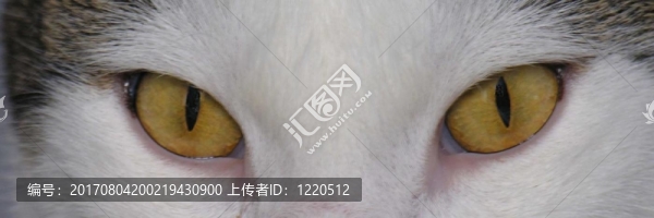 觀