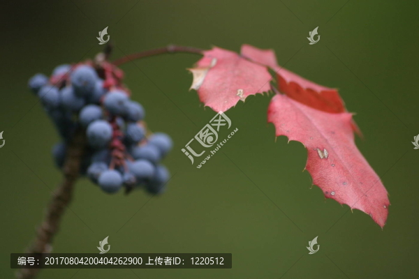 藍(lán)漿果2