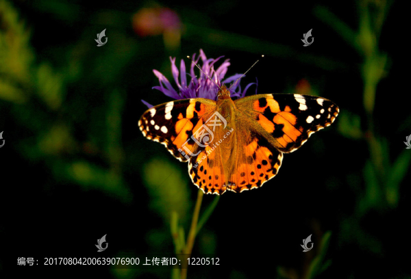 薊花蝴蝶