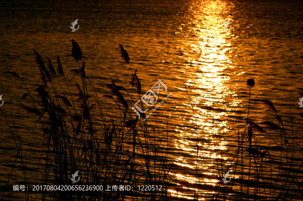 金色的光輝