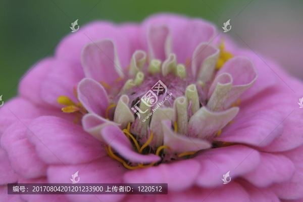 盛開(kāi)的百日草