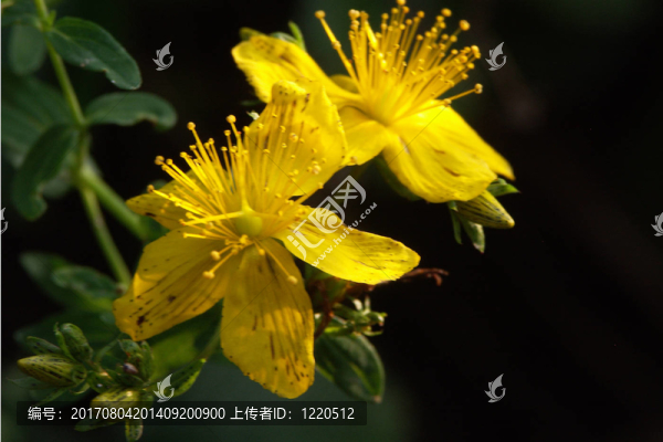 順勢療法