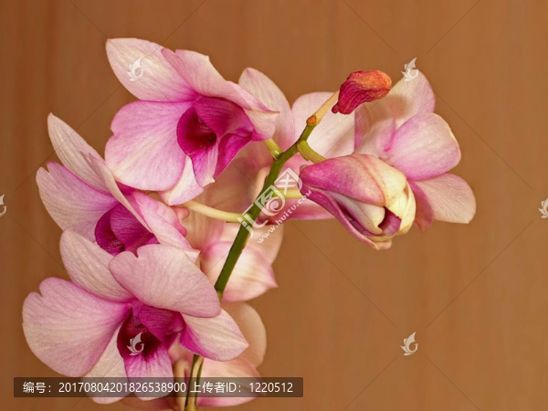 花卉