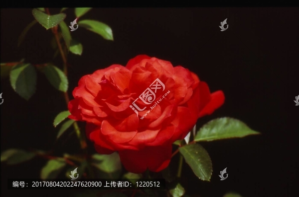 花卉