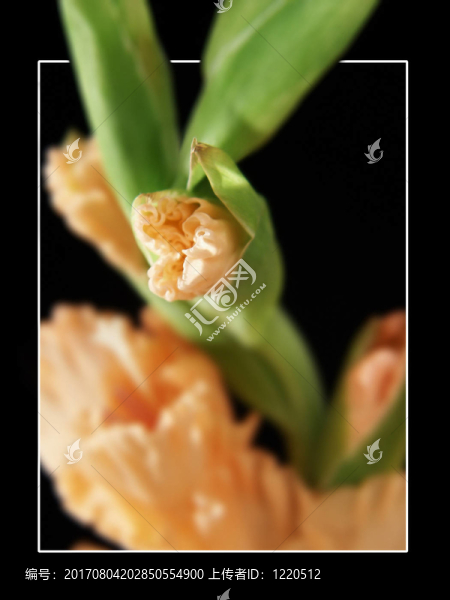 芽