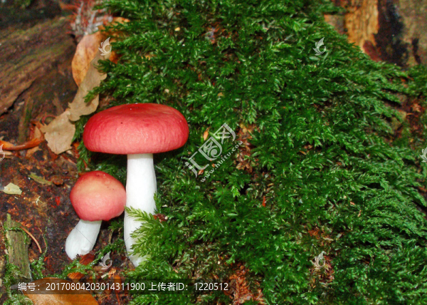 綠色的苔蘚