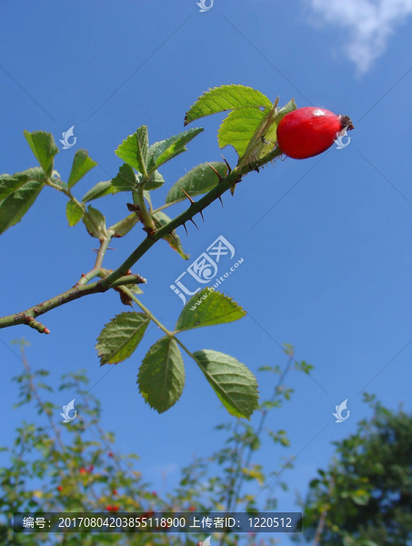 藍